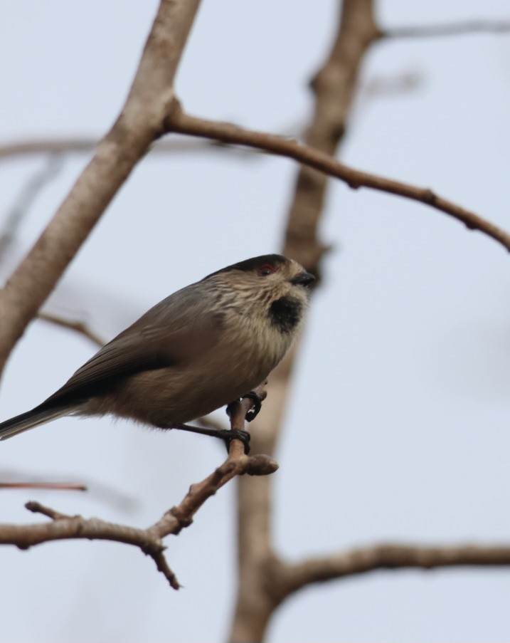 Long-tailed Tit - ML646692512