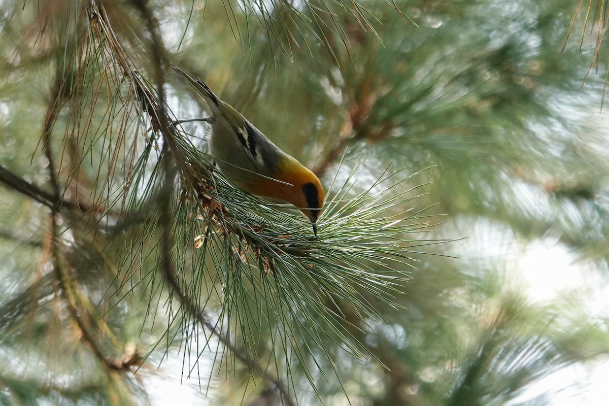 Zeytuni Ötleğen - ML646692515