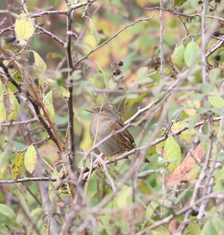 Өрнөдийн хайруулдай - ML646692516