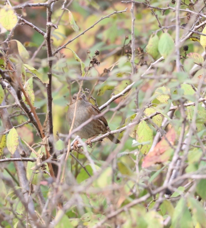 Өрнөдийн хайруулдай - ML646692517