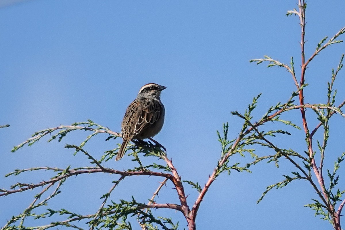 Striped Sparrow - ML646692523