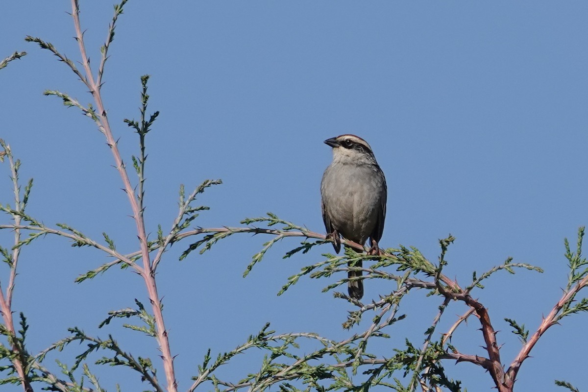 Striped Sparrow - ML646692524