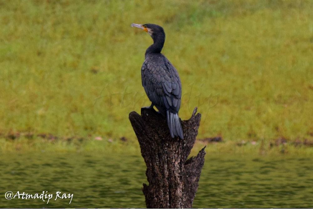 Indian Cormorant - ML646692525