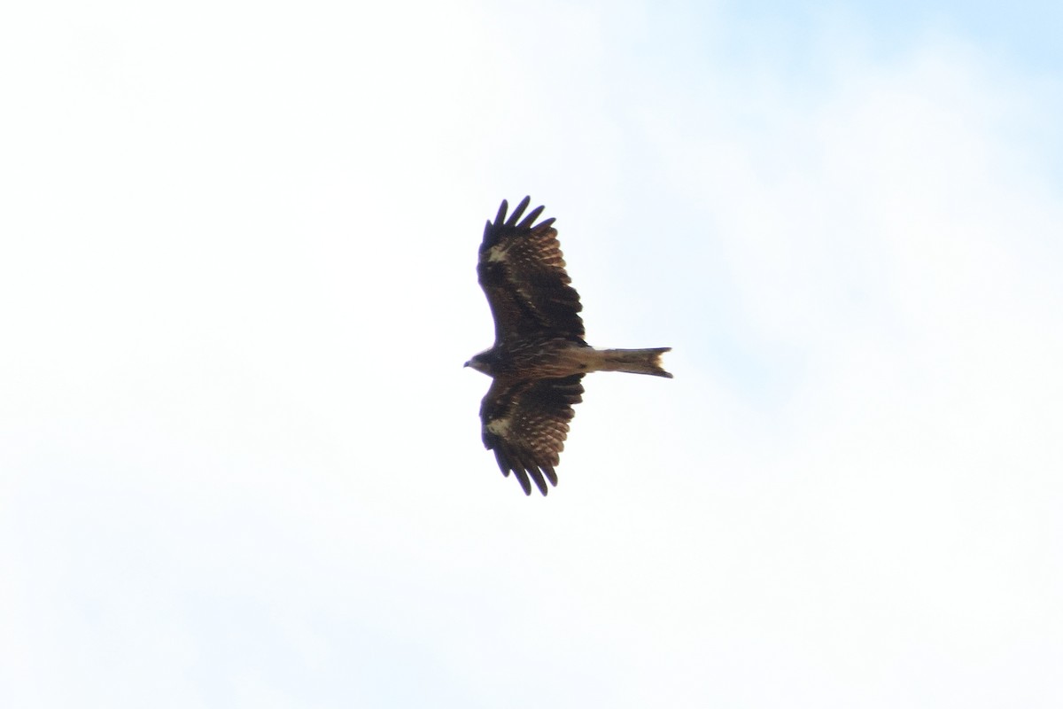 Black Kite - ML646692527