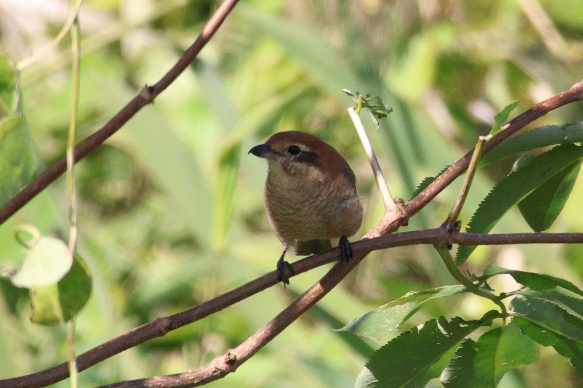 Bull-headed Shrike - ML646692533
