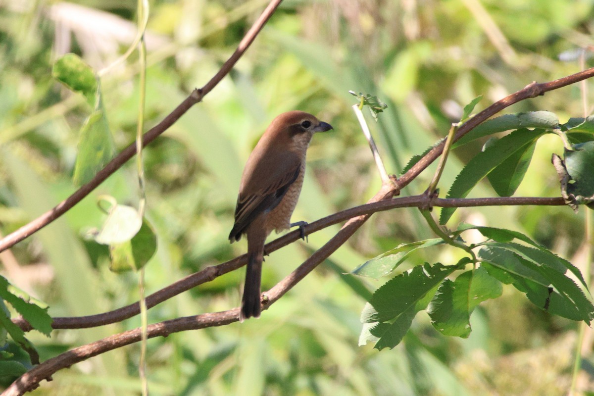 Bull-headed Shrike - ML646692534
