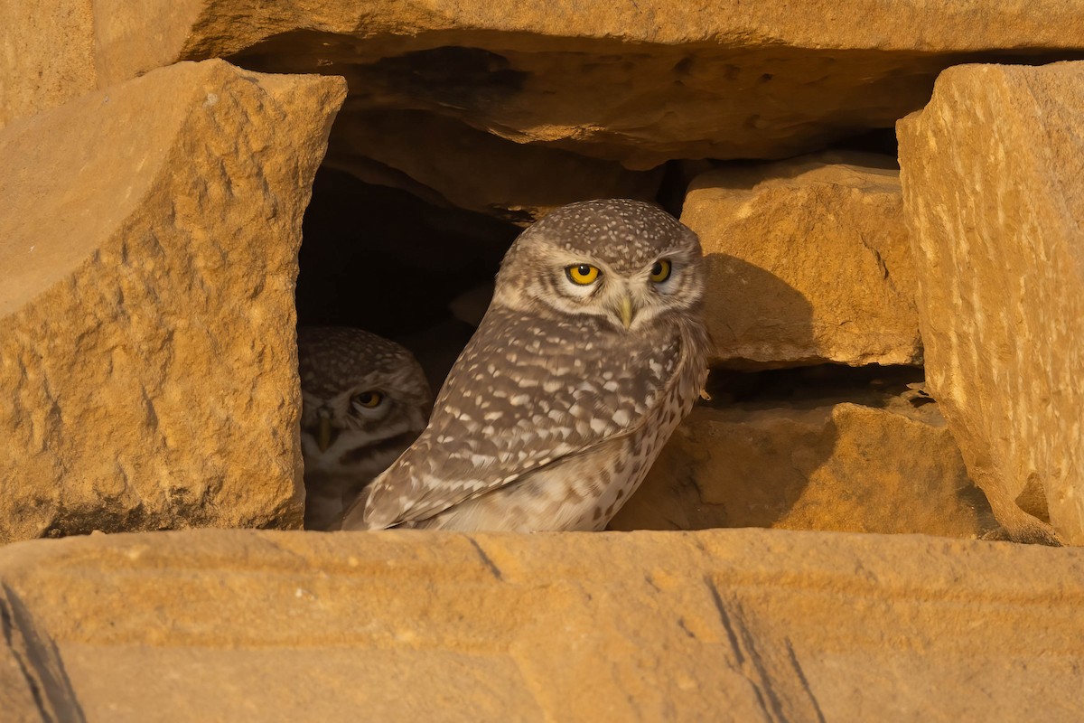 Spotted Owlet - ML646692537