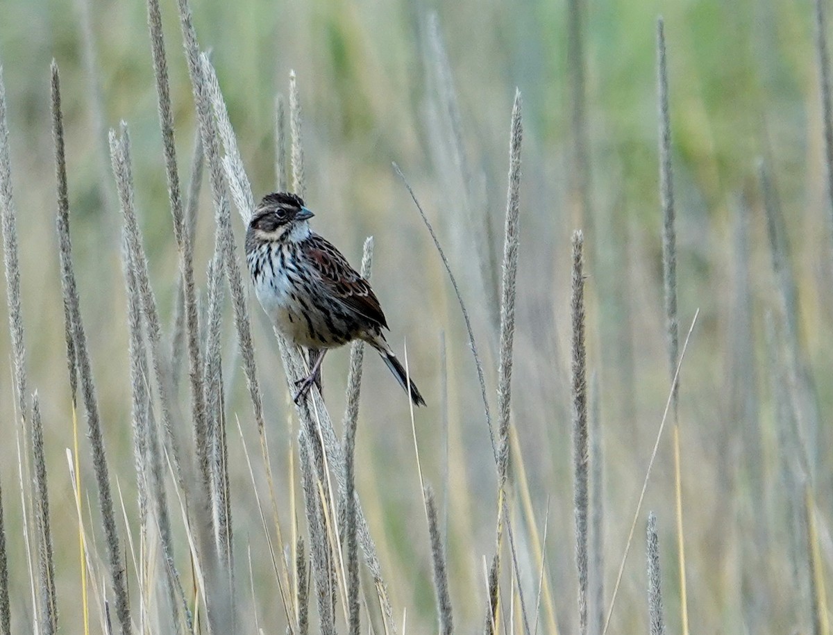 Chingolo Serrano - ML646692539