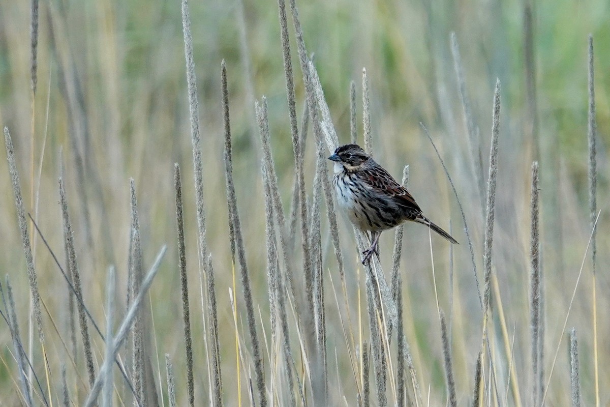 Chingolo Serrano - ML646692540