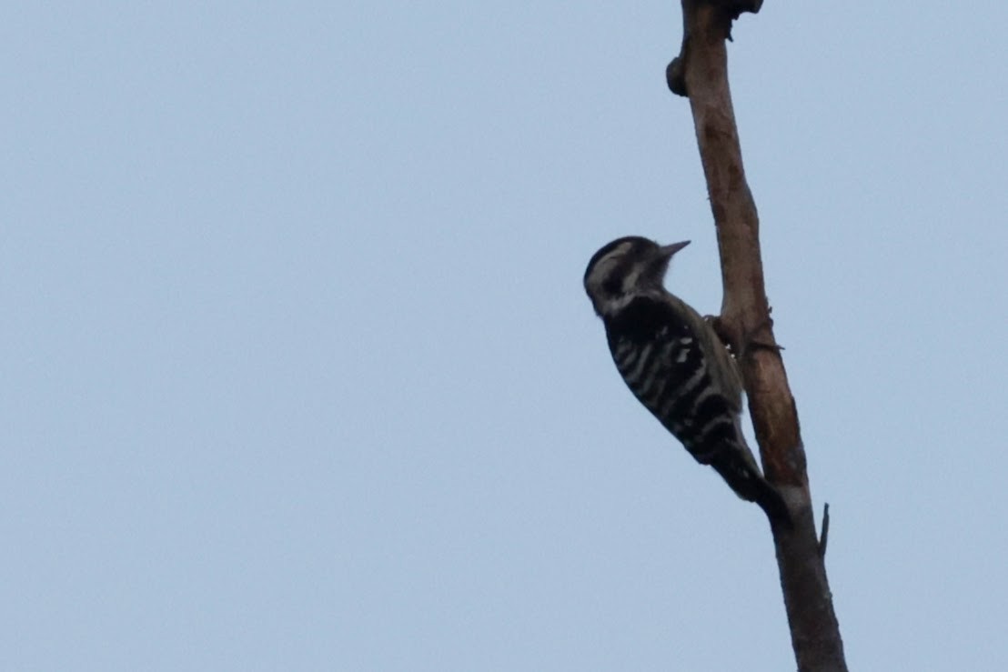Gray-capped Pygmy Woodpecker - ML646692543