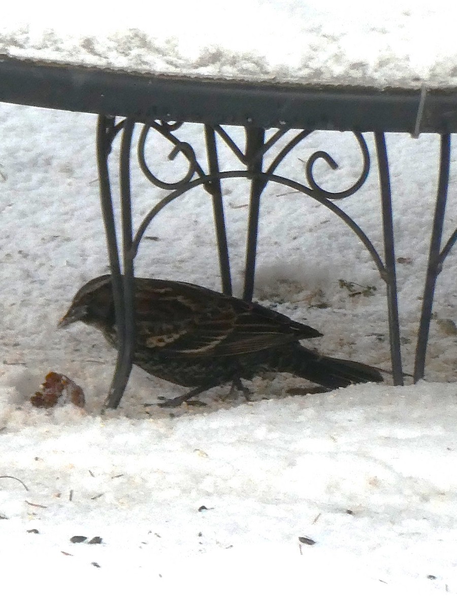 Red-winged Blackbird - ML646692545