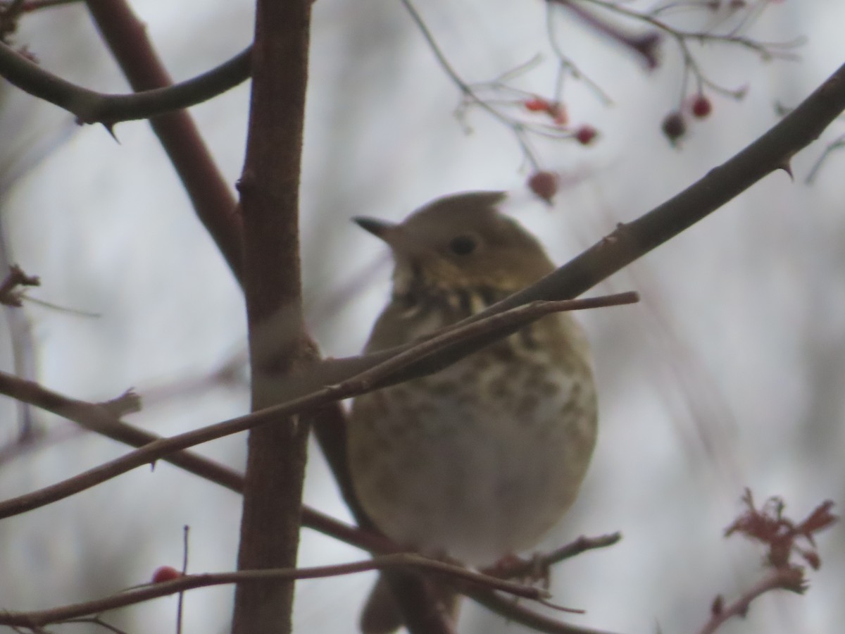 Hermit Thrush - ML646692546
