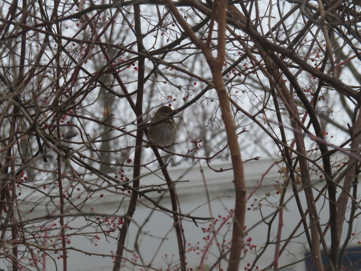 Hermit Thrush - ML646692547