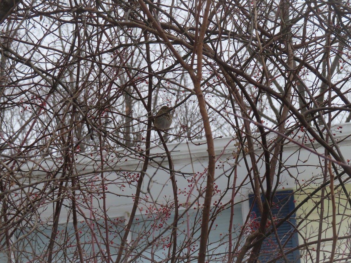 Hermit Thrush - ML646692548