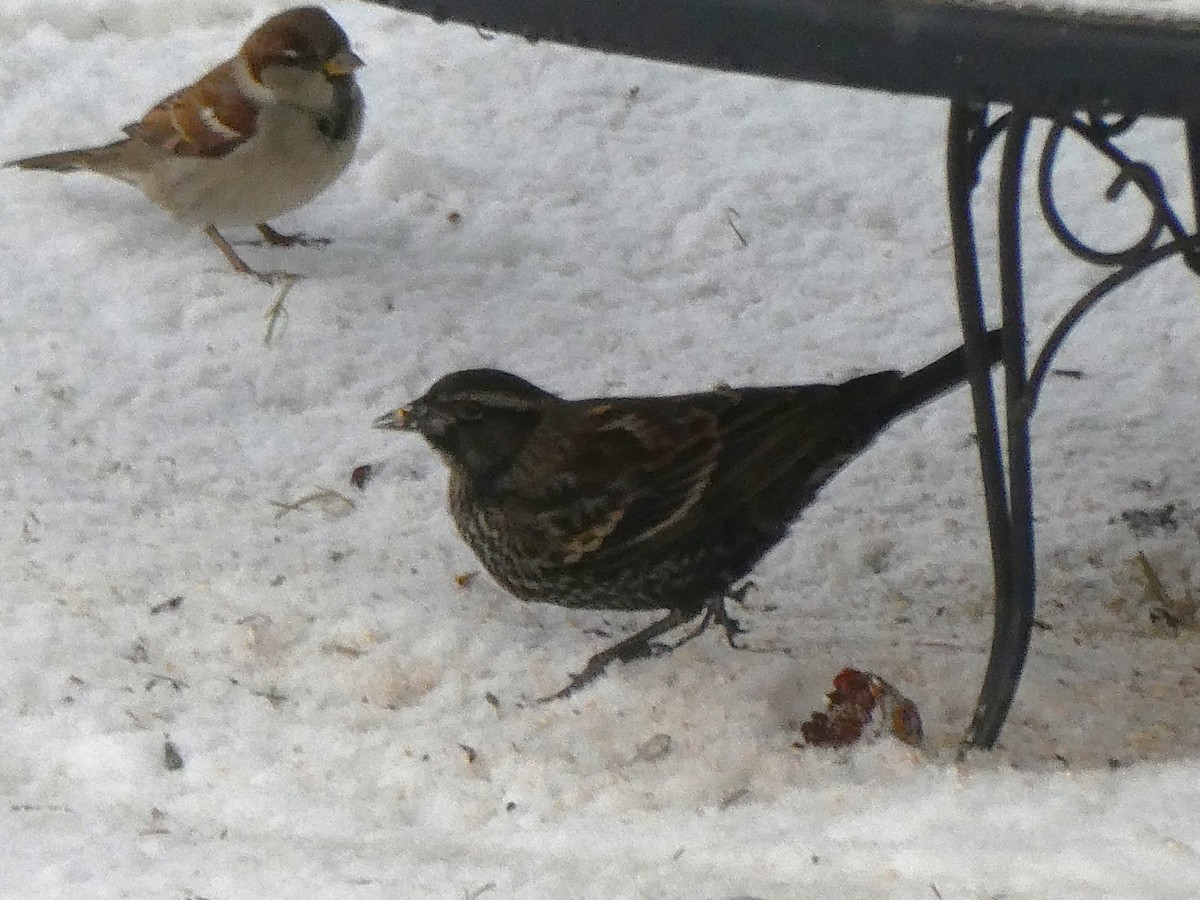 Red-winged Blackbird - ML646692551