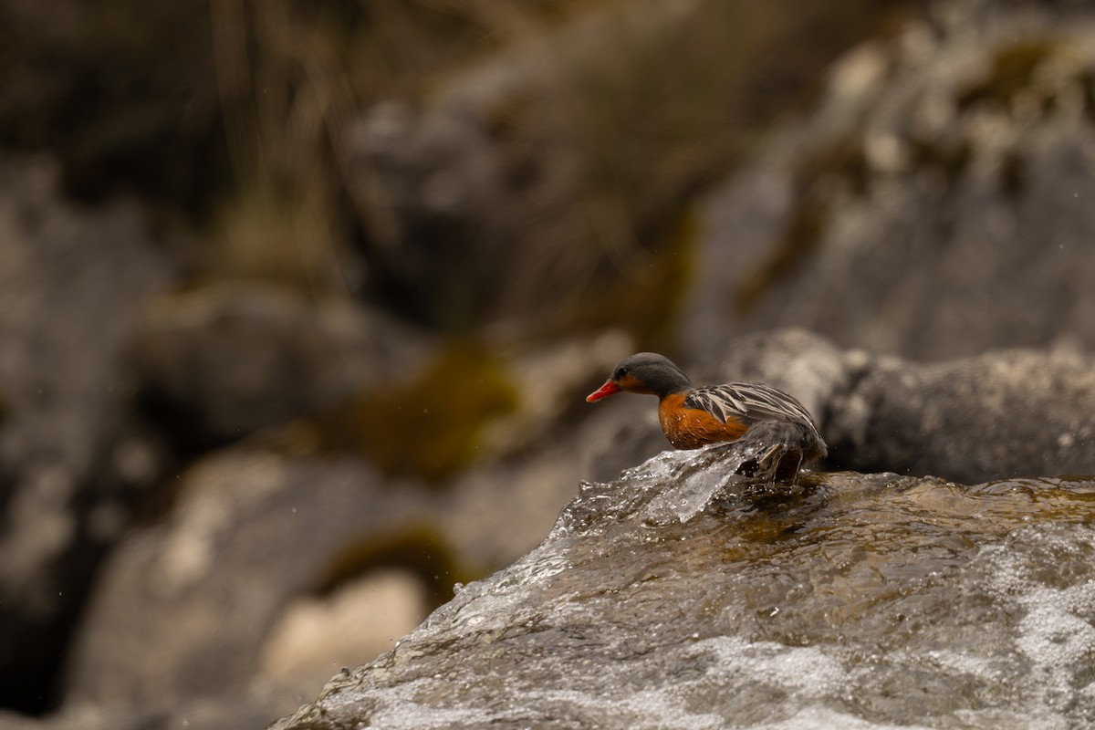 kachna bystřinná - ML646692552