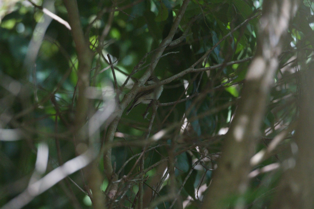 ハシブトセンニョムシクイ - ML646692554