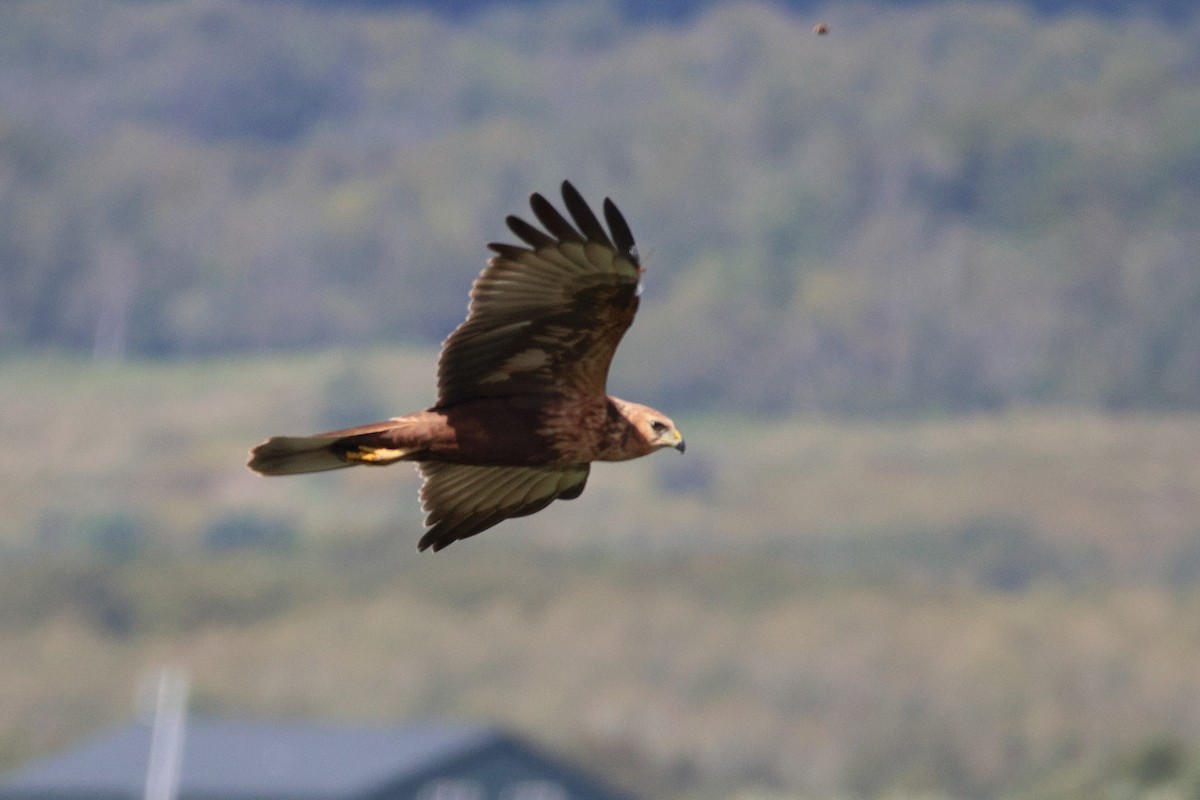 Eastern Marsh Harrier - ML646692562