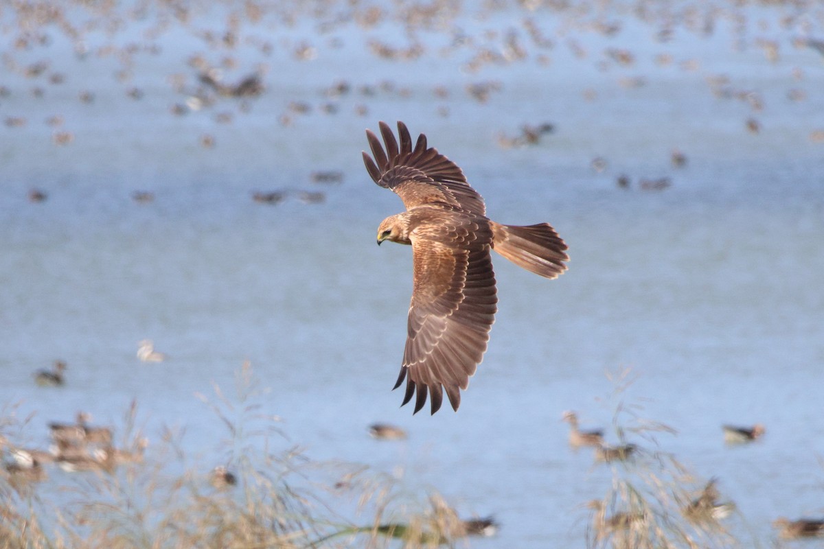 Eastern Marsh Harrier - ML646692563