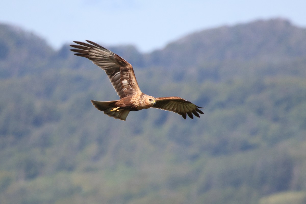 Eastern Marsh Harrier - ML646692564