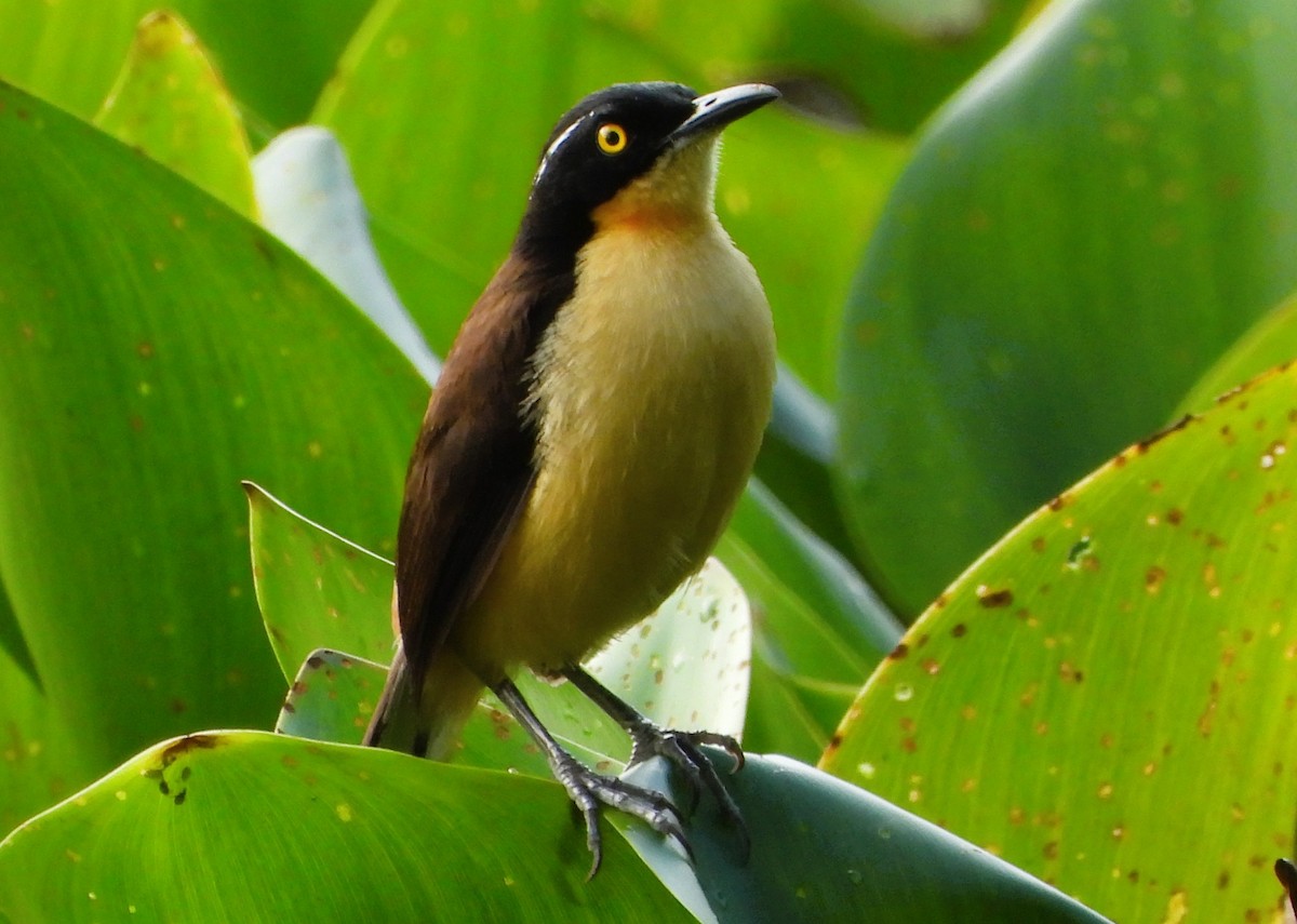 ミズベマネシツグミ - ML646692568