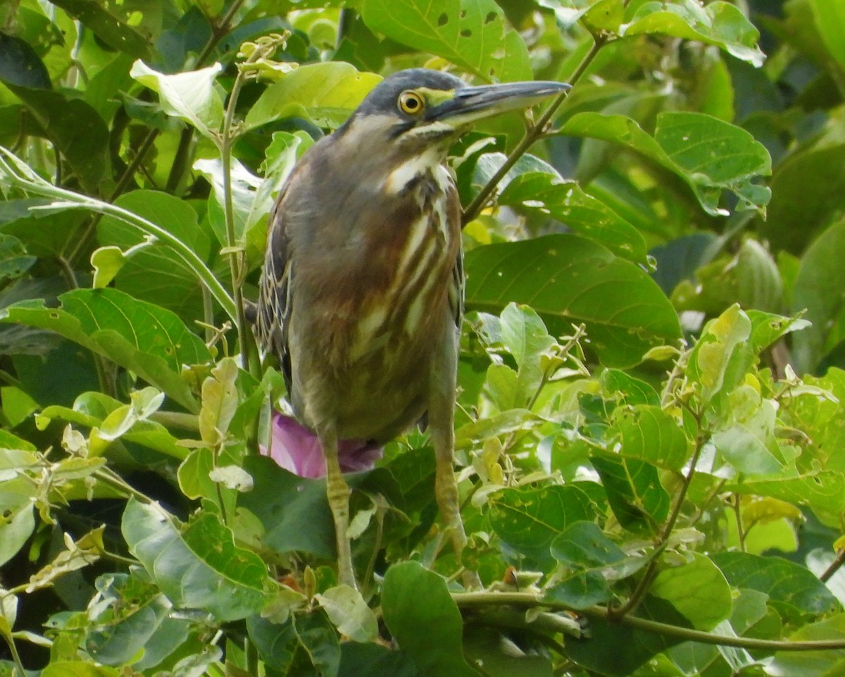 ヒメアカクロサギ - ML646692569