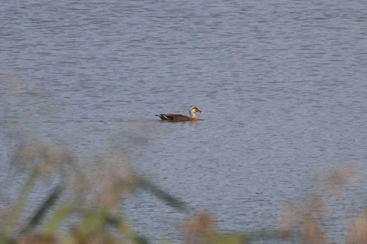 Eastern Spot-billed Duck - ML646692570