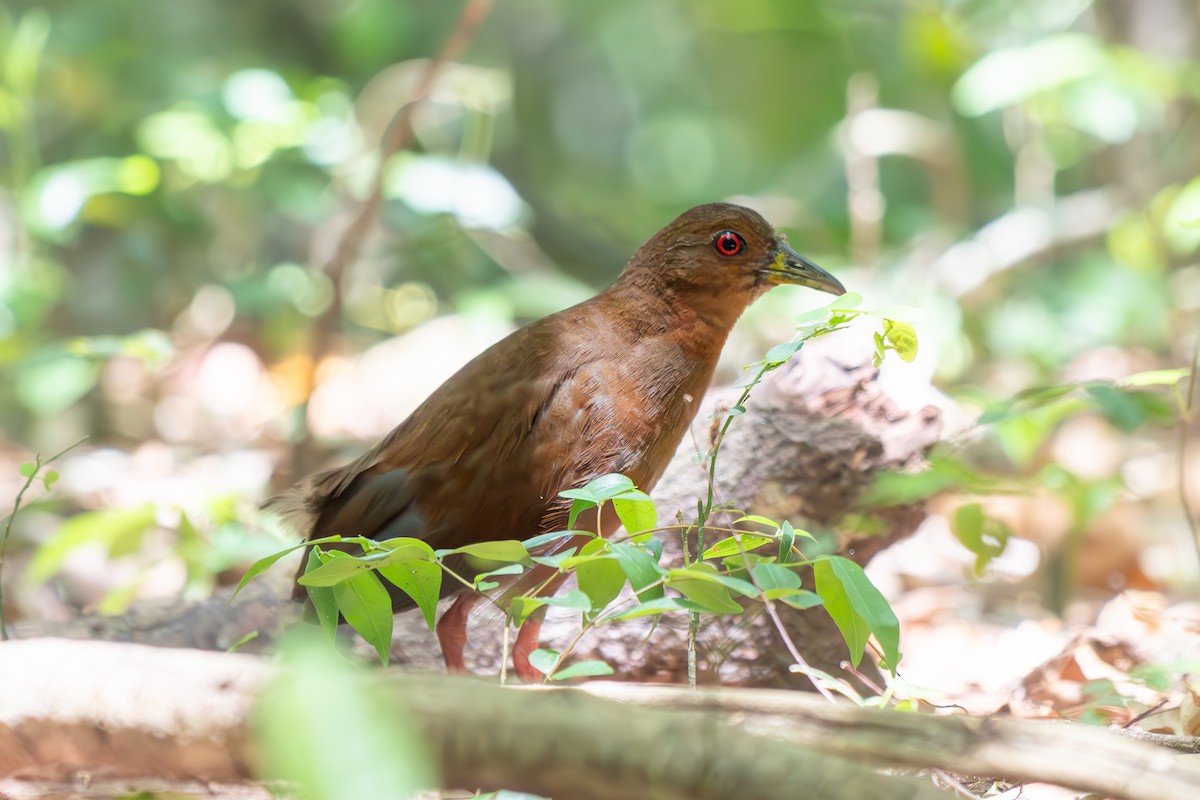 brunrikse - ML646692577