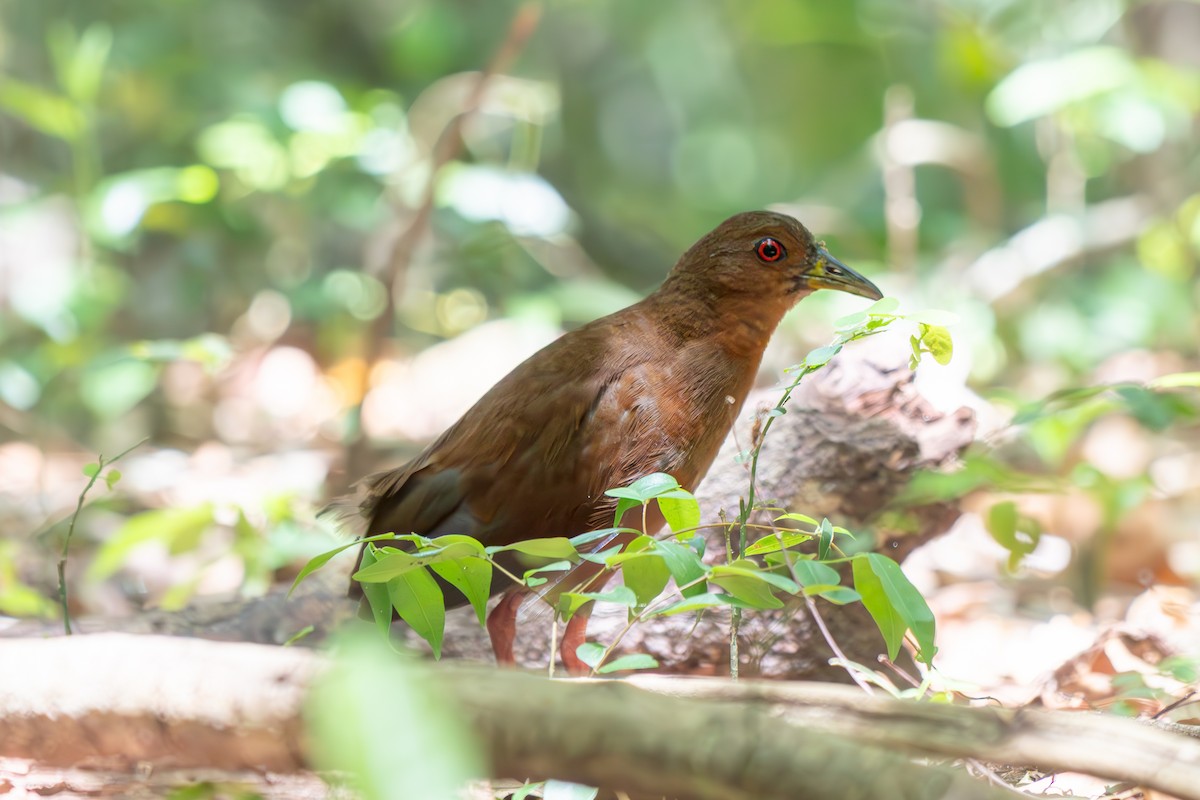 brunrikse - ML646692578