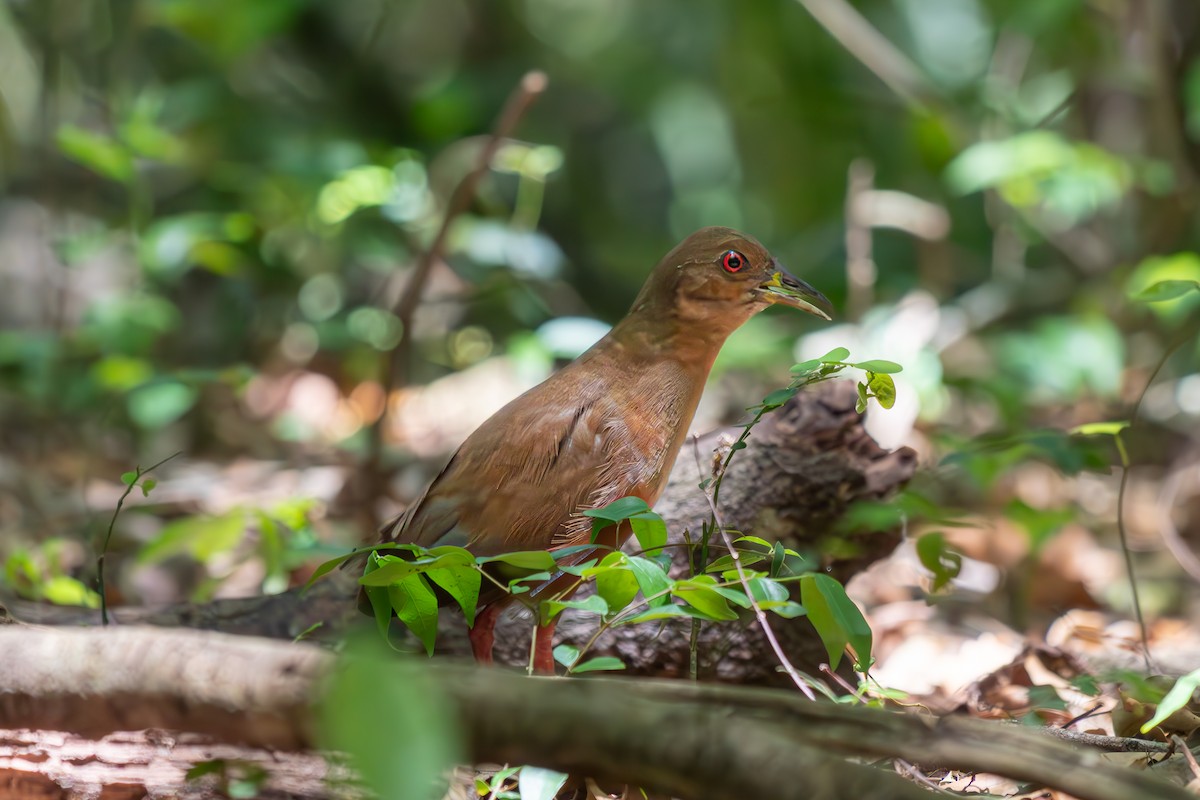 チャバラクイナ - ML646692579