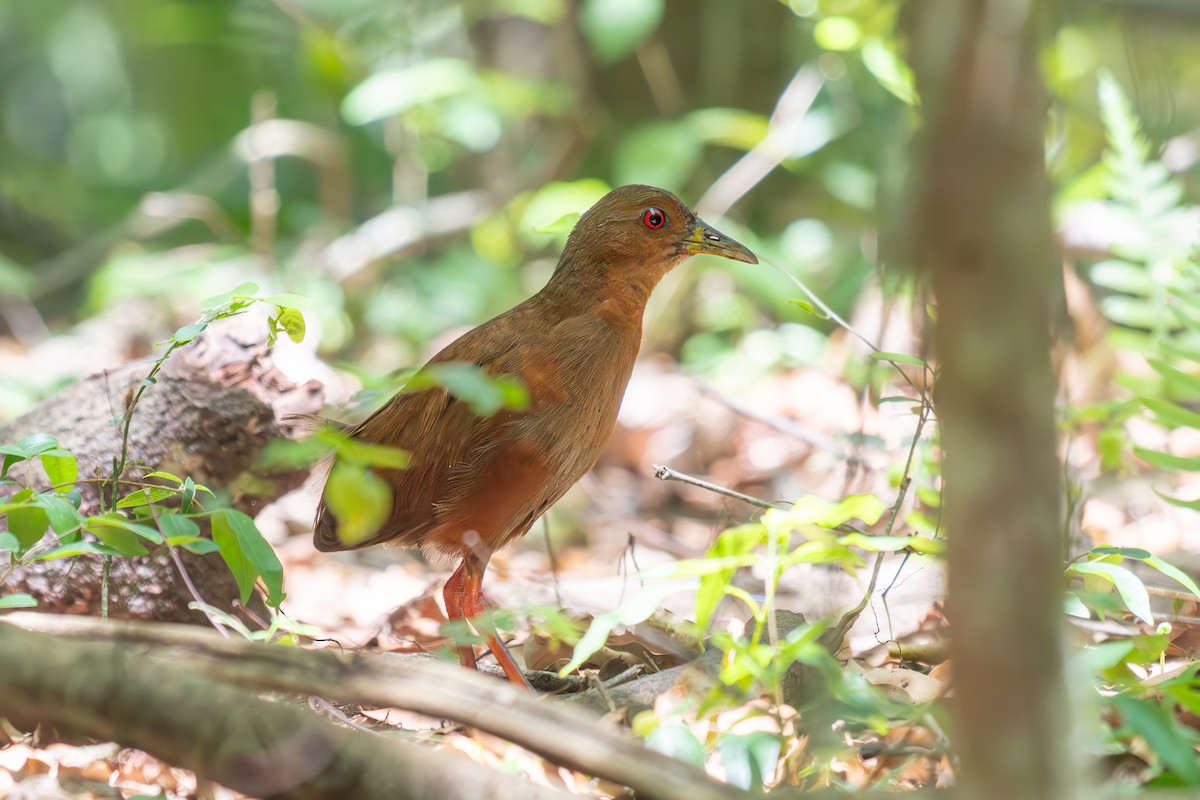 brunrikse - ML646692580