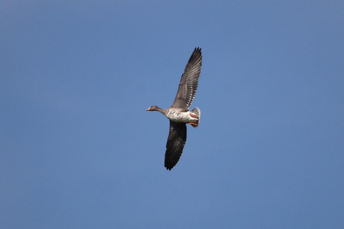 Greater White-fronted Goose - ML646692581