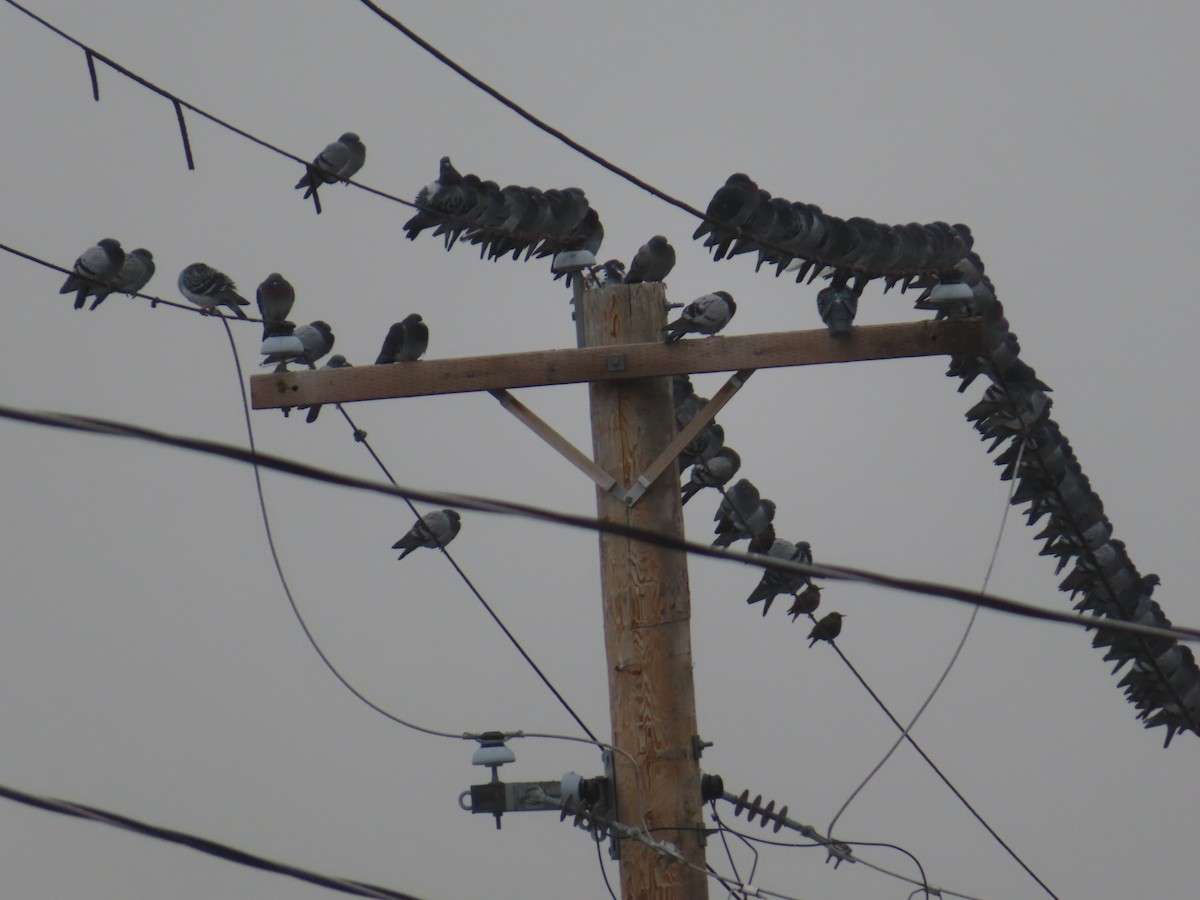 カワラバト（ドバト、家畜型） - ML646692582