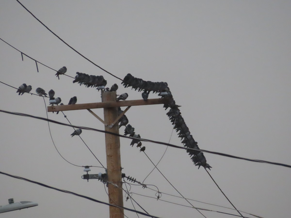 Piccione domestico - ML646692583