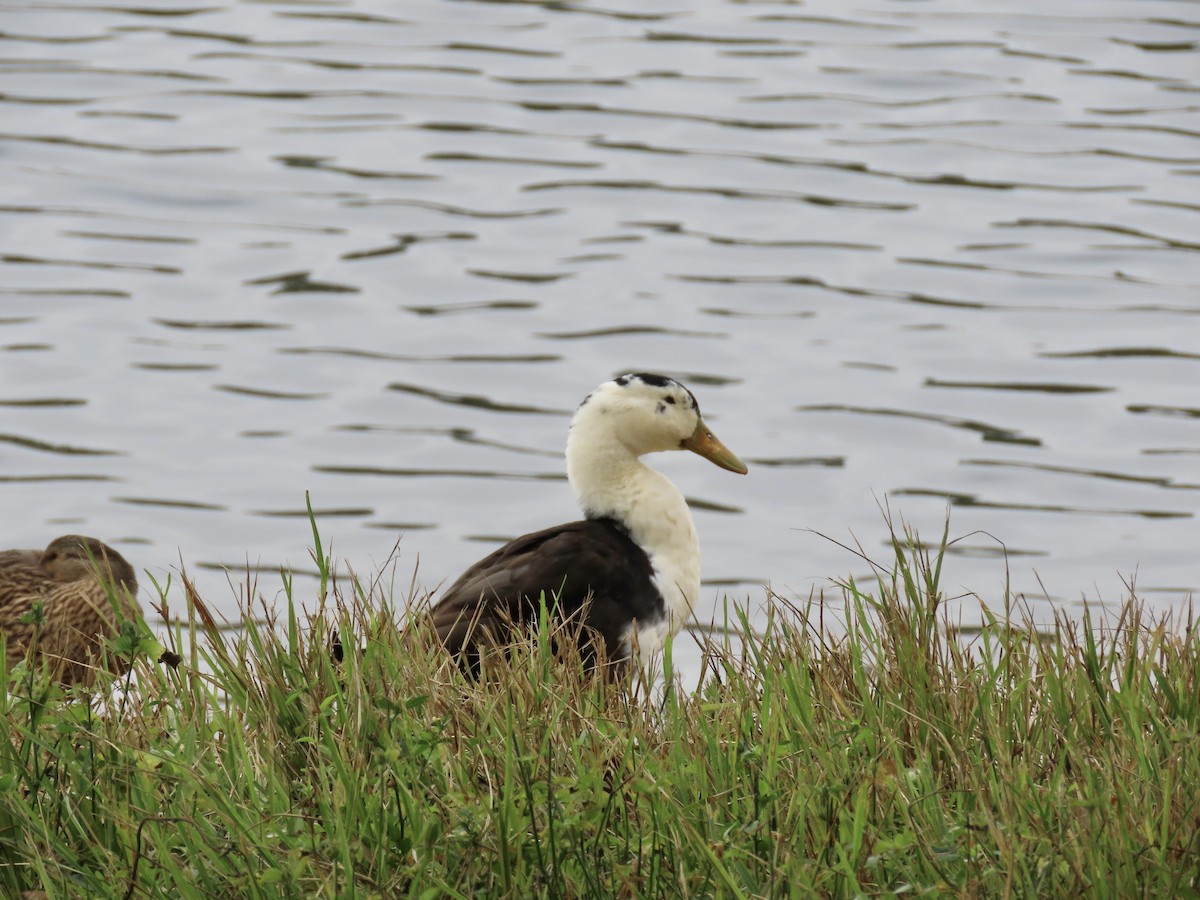 Muscovy Duck x Mallard (hybrid) - ML646692584