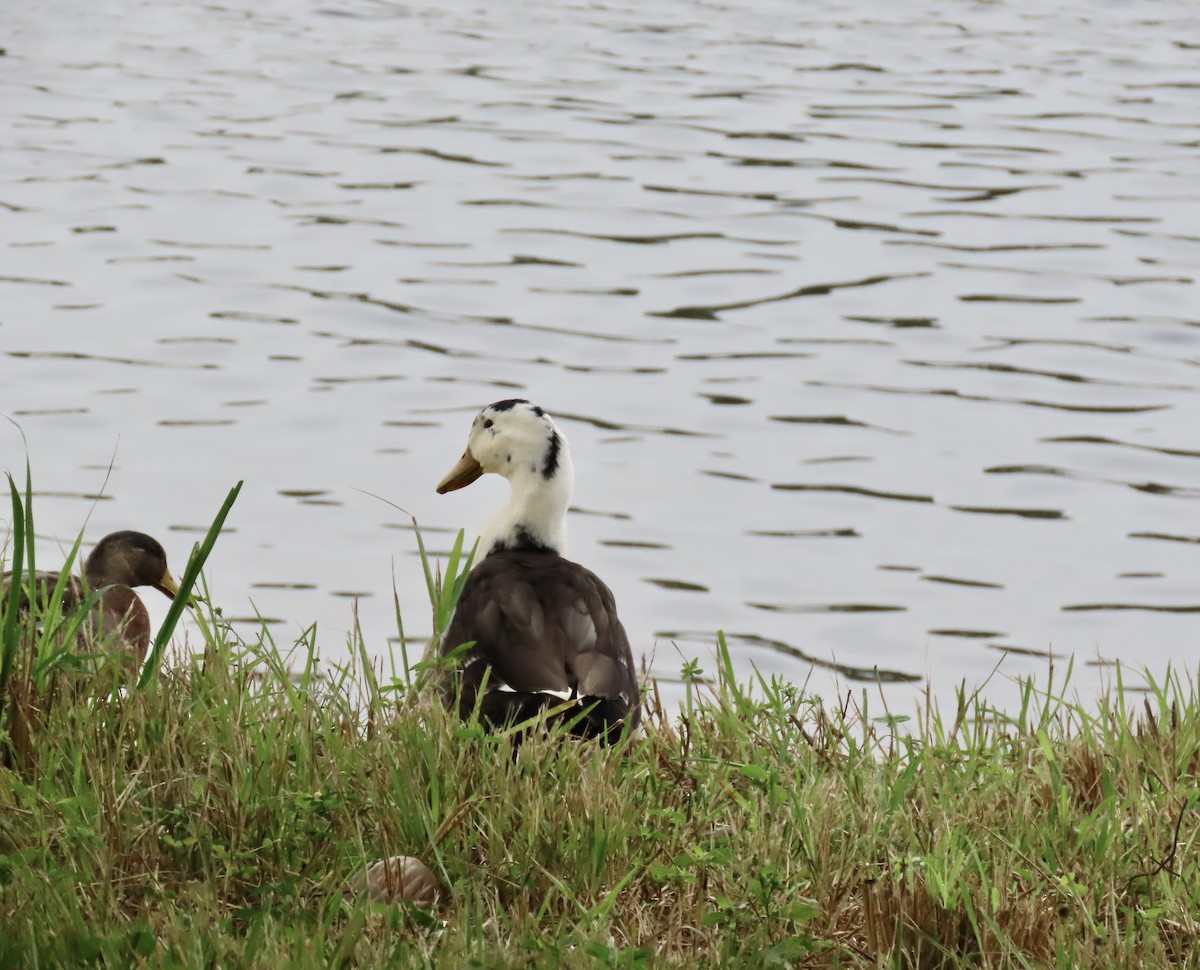 Muscovy Duck x Mallard (hybrid) - ML646692585