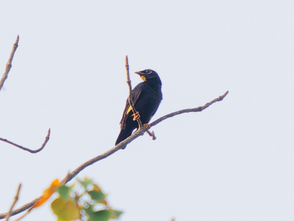 キガシラムクドリ - ML646692586