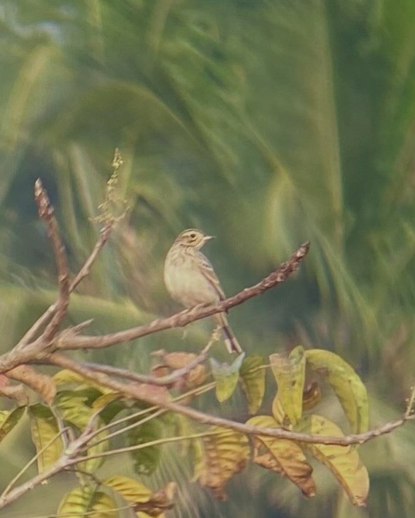 Blyth's Pipit - ML646692587