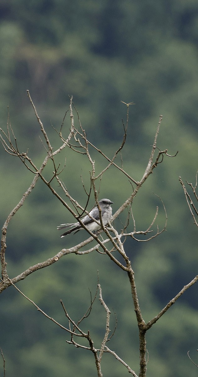 オオオニサンショウクイ - ML646692589