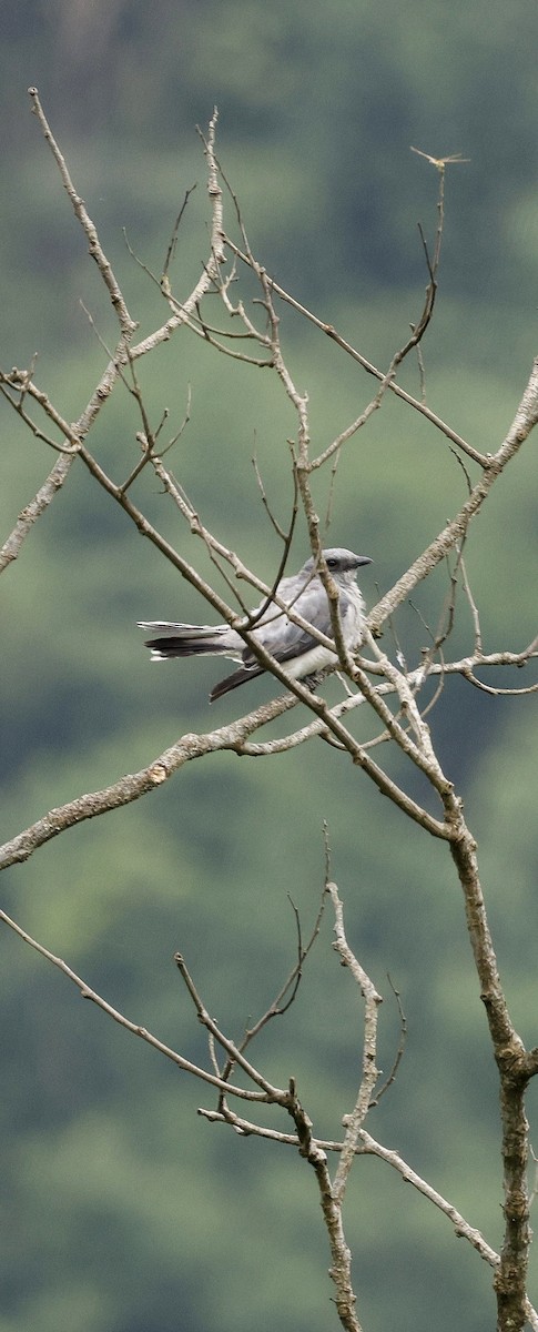 オオオニサンショウクイ - ML646692590