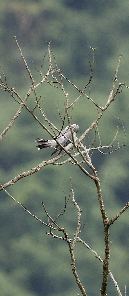 オオオニサンショウクイ - ML646692591