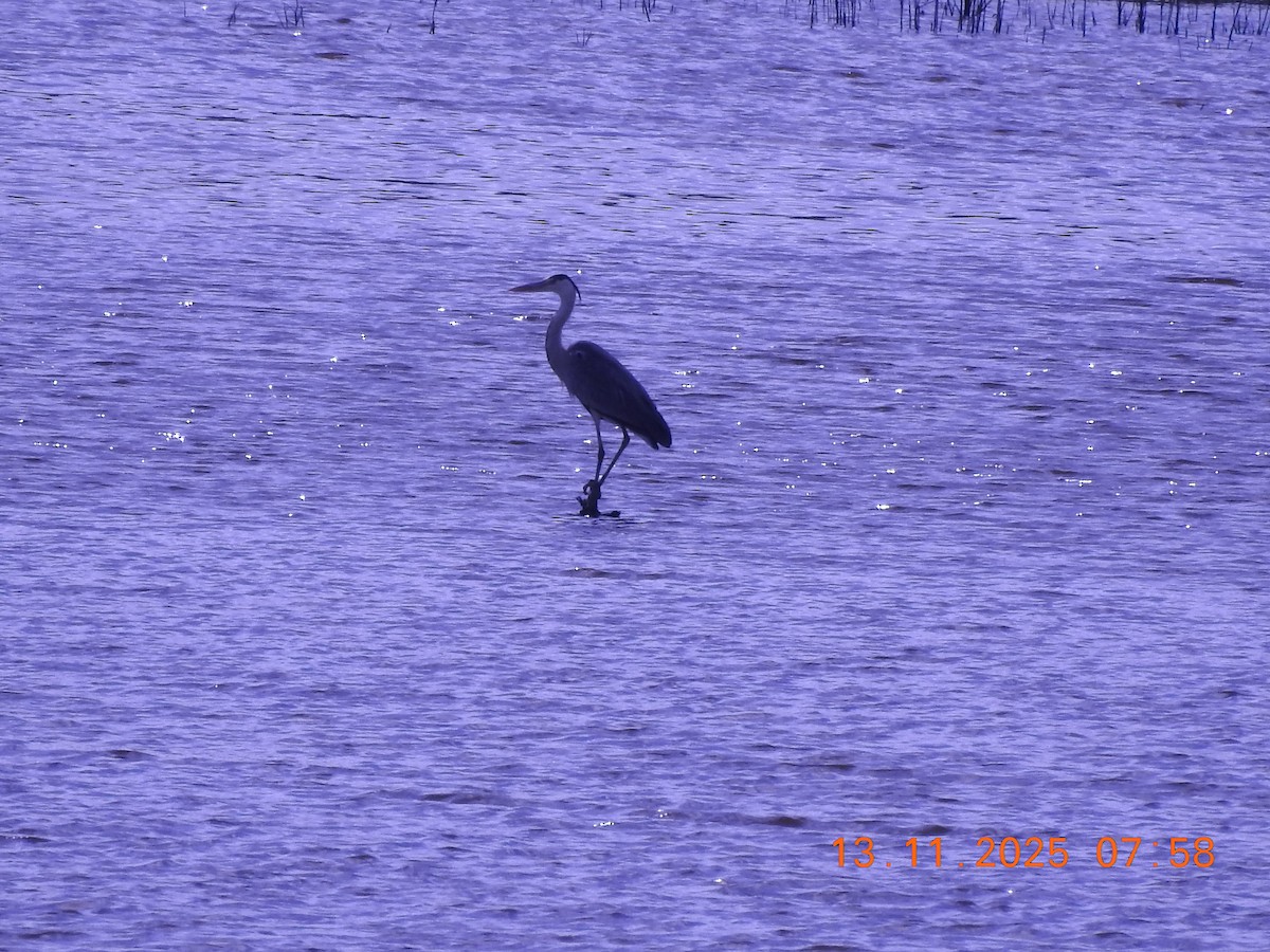 アオサギ - ML646692592