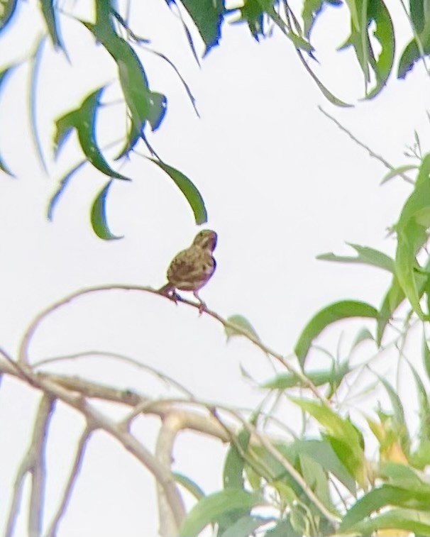 イワバホオジロ - ML646692593