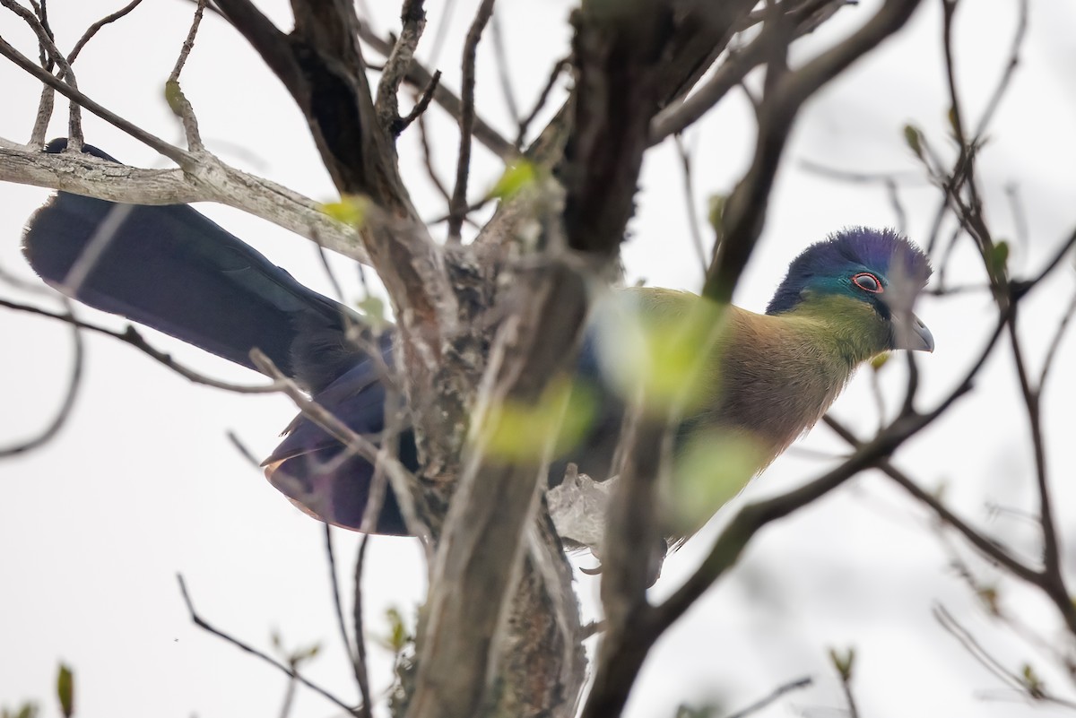 ズグロエボシドリ - ML646692594