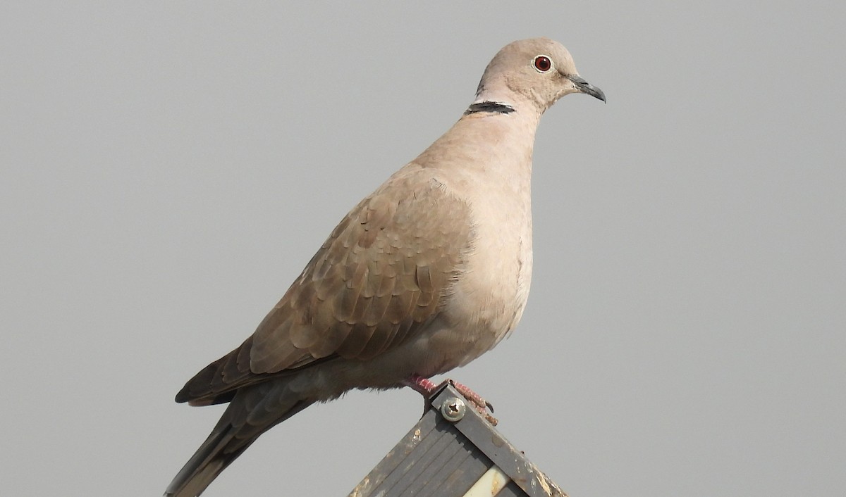 シラコバト - ML646692595