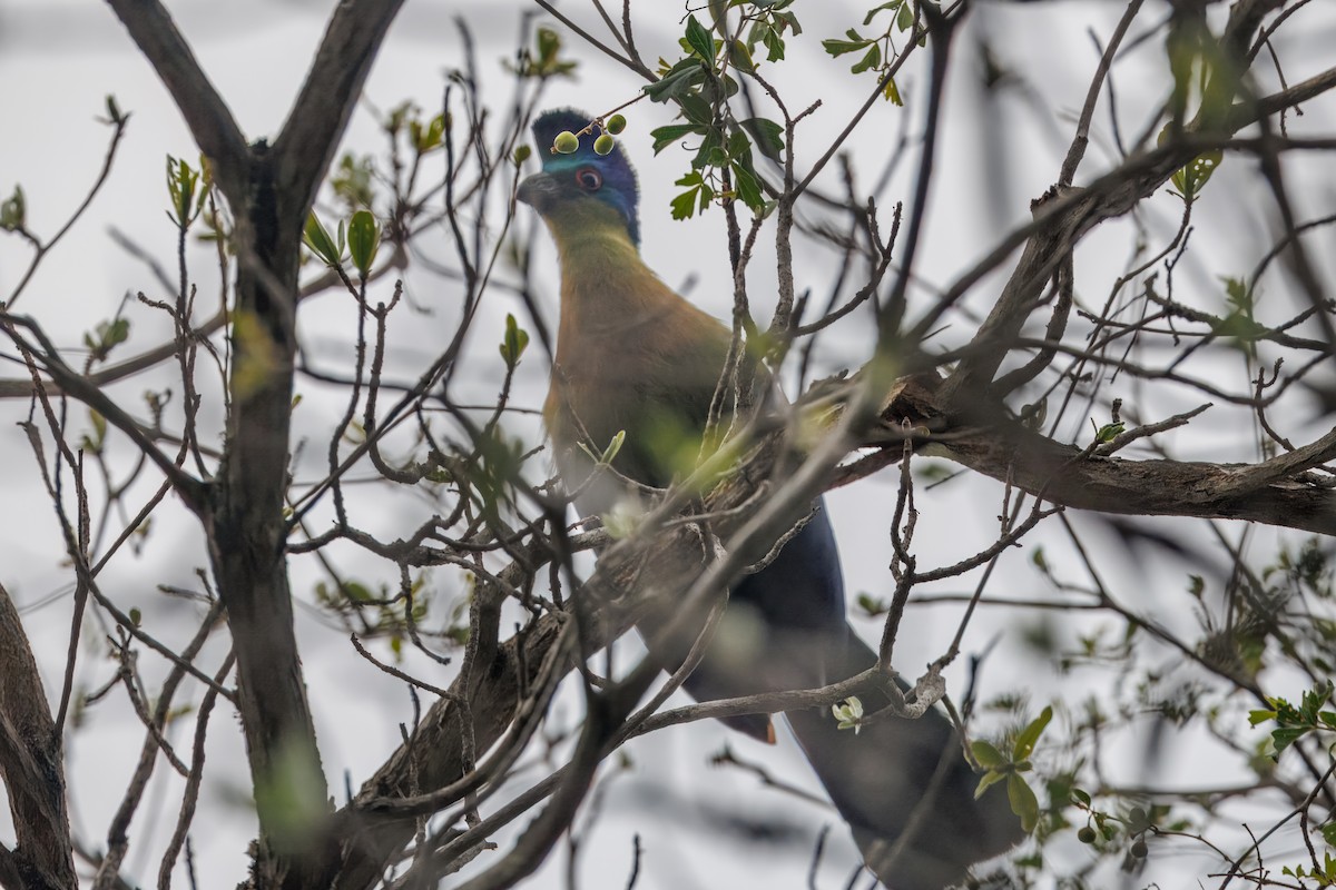 ズグロエボシドリ - ML646692596