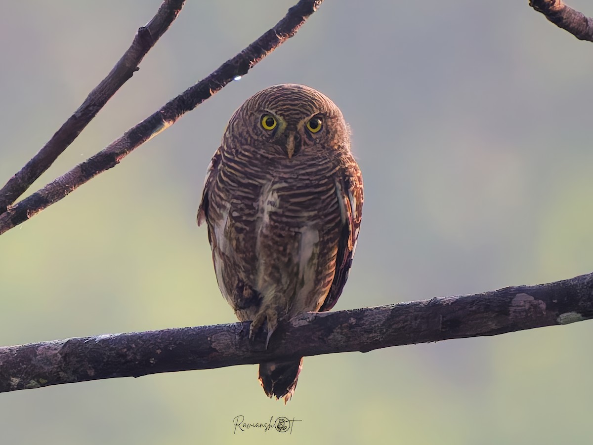 オオスズメフクロウ - ML646692607