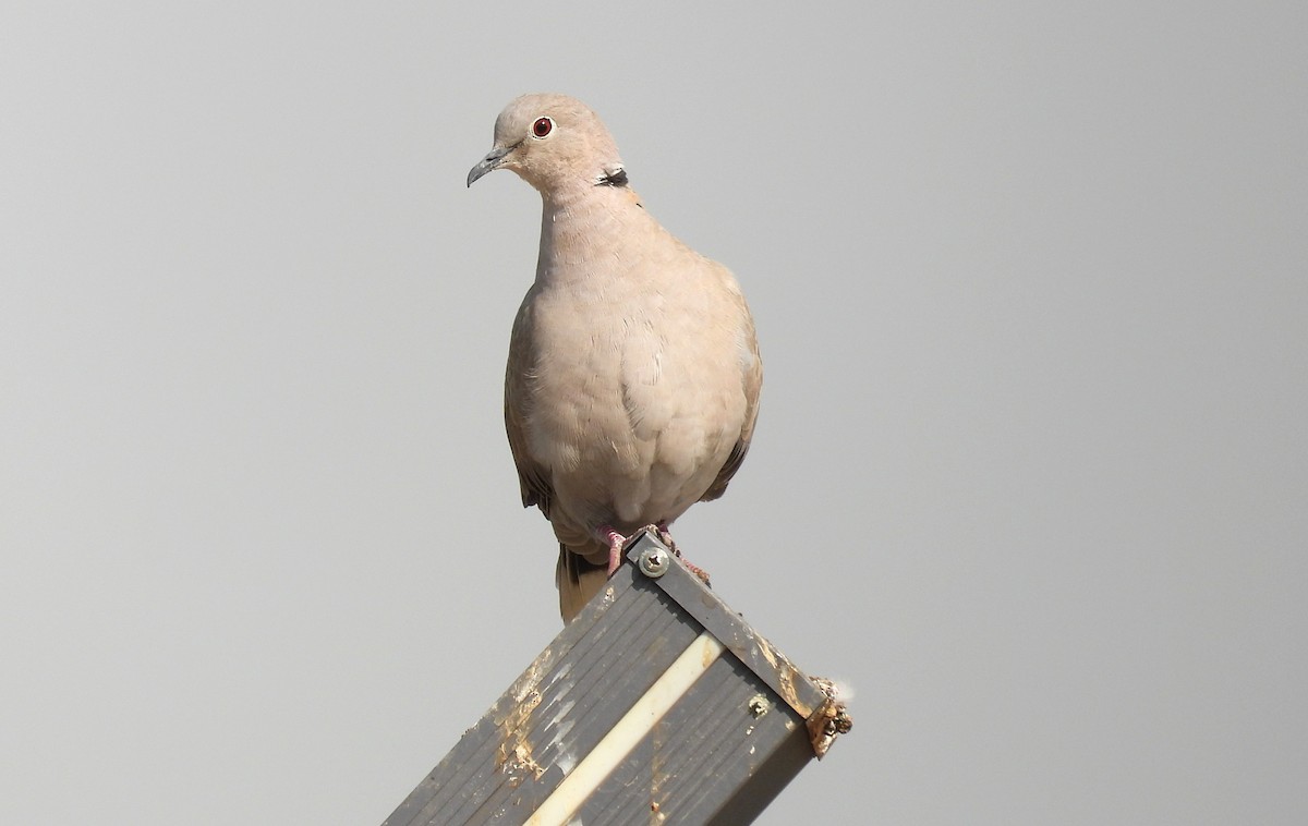 シラコバト - ML646692608