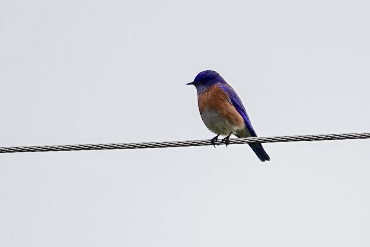 チャカタルリツグミ - ML646692610