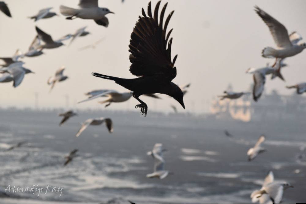 イエガラス - ML646692611